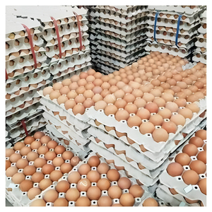 Huevos de Gallina, Huevos Frescos Blancos y Morenos, de Alta Calidad, Grado Alimenticio, Venta al por Mayor, Exportación, Fabricante, Alto Contenido de Proteínas - Product Image 5