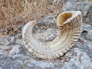 Shofar en corne de bélier Kudu, shofar en corne de bélier poli, shofar artisanal naturel, instrument en corne de bélier, shofar en corne de Kudu, shofar juif - Product Image 4