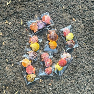 Seashell Handicraft polished seashell material for wall decor and table ornament coastal decoration Vietnam origin - Product Image 4