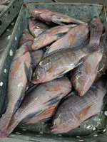 Fournisseur aquatique professionnel : Tilapia entier surgelé IQF, qualité export, certifié HACCP, sans additifs, saveur fraîche