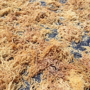 Pure <b>Raw</b> Gold <b>Sea</b> <b>Moss</b> From Vietnam For Smoothie Blending And Enhancing Hydration In Beauty Skin Care Treatments - Product Image 5
