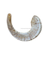 Shofar artisanal en corne naturelle semi-polie, anti-odeur, décoratif, fonctionnel, cadeau juif pour homme ROYAL CRAFT