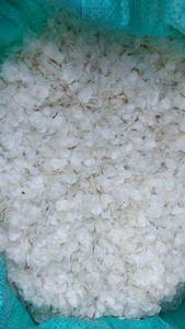 Écailles de poisson séchées Matériau d'exportation de qualité supérieure nettoyé et séché pour l'industrie de la gélatine au collagène avec une source fiable d'origine vietnamienne - Product Image 6