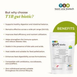 Action probiotique Améliorateur d'aliments pour volailles Complément alimentaire pour animaux - Product Image 3