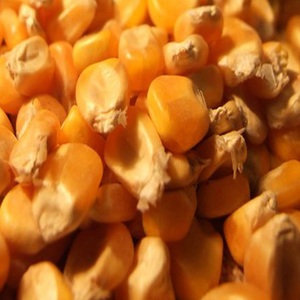Maïs jaune naturel de haute qualité en provenance de Makassar, Indonésie, frais, sucré, qualité supérieure, scellé sous vide, meilleur prix en stock, pas cher - Product Image 1