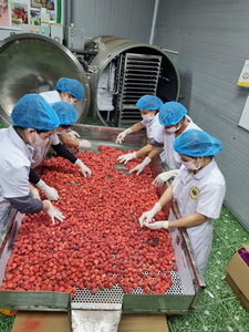 สตรอว์เบอร์รีอบแห้งออร์แกนิกจากเวียดนาม ผ่านกระบวนการอบแห้งแบบแช่เยือกแข็ง รักษาความสดด้วยน้ำ สำหรับใช้ในเบเกอรี่ ไส้ขนม ซีเรียล ท็อปปิ้ง ขนมขบเคี้ยว จำหน่ายแบบขายส่ง - Product Image 3
