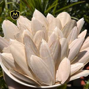 Hueso de Sepia Seco de Alta Calidad - Calcio Natural para Aves, Mascotas y Alimento Animal - Product Image 6