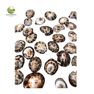 Pares de Conchas de Limpet Naturales Ecológicas de Primera Calidad (Pulimentadas) para Manualidades, Lencería y Tops de Playa - Product Image 5