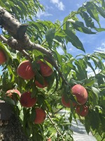 Qualité fantastique, prix remarquables, saveur sucrée et juteuse, pêche japonaise aromatique, fruit frais et exotique
