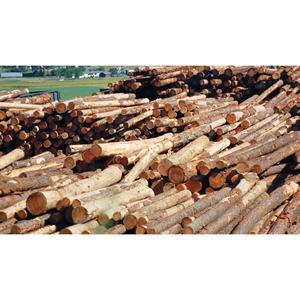 Troncos de Madera Blanda de Grado de Construcción, Troncos Industriales, Material de Madera Sólida, Perfecto para Constructores, Aserraderos y Uso Industrial - Product Image 1