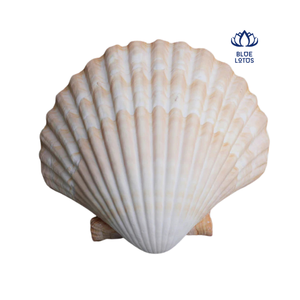 Coquilles de coquille Saint-Jacques blanches entières pour la décoration de jardins extérieurs et alternative au paillis - Product Image 1