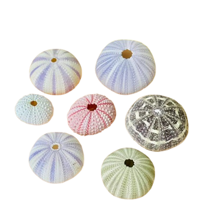 Conchas de Erizo de Mar Naturales en Colores Púrpura, Rosa y Azul, Hechas a Mano, para Manualidades, Decoración Costera, Joyería y Decoración del Hogar - Product Image 1
