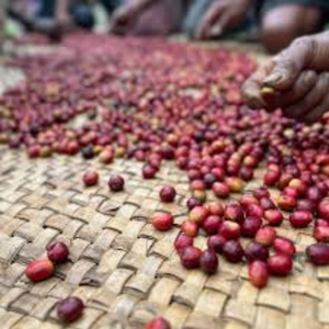 Wholesale Bulk Vietnam Robusta <b>Green</b> <b>Coffee</b> Beans Natural Unroasted Seeds OEM ODM Export Grade 12% Moisture Pham Dinh Brand - Product Image 3