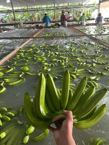 Plátano fresco Cavendish Vietnam Calidad de exportación Proveedor profesional Mercado global al por mayor Estable durante todo el año - Product Image 2