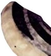 Cuerno de Shofar Natural de Carnero, Precio Accesible, Hecho a Mano, Cuerno Religioso Judío para Oración, Ceremonia y Uso Espiritual - Product Image 2