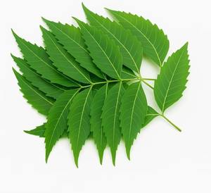 Herbe de Neem Naturelle la Plus Vendue pour Renforcer l'Immunité, Détoxifier et Utilisations Anti-inflammatoires – Disponible au Meilleur Prix - Product Image 4