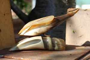 Pieza decorativa de cuerno rústico diseñada para decoración del hogar de estilo vintage y étnico, pieza decorativa de cuerno natural para mesa de sala de estar. - Product Image 6