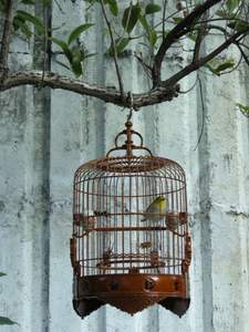 Basics <b>Bird</b> <b>Cage</b> <b>Large</b> Includes Locking Casters and <b>Bird</b> <b>Cage</b> Accessories - Product Image 5