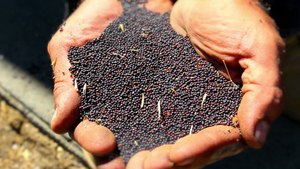 เมล็ดคาโนลาออร์แกนิกระดับพรีเมียม จำหน่ายส่ง เมล็ดพืชเกษตรแห้งธรรมชาติ สำหรับทำน้ำมันปรุงอาหาร ขายส่ง อายุการเก็บรักษา 24 เดือน - Product Image 2