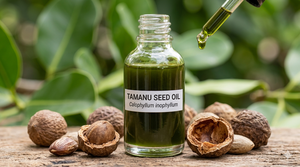 Aceite Esencial de Tamanu Prensado en Frío de Alta Pureza, Proveniente de Semillas de Tamanu del Sur de la India, Proveedores Mayoristas que Ofrecen Precio Económico - Product Image 2