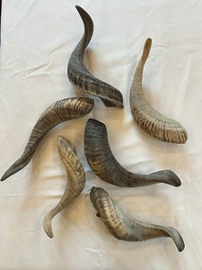 Oferta Especial: Shofar de Cuerno de Búfalo Exclusivo, Hecho a Mano, Ecológico y Kosher, de la India, para Rosh Hashanah - Product Image 4