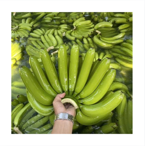Plátano Cavendish Verde Fresco, Grado A, 13 kg, Fruta Tropical de Dong Nai, Vietnam, Marca 99D, Venta al por Mayor - Product Image 1