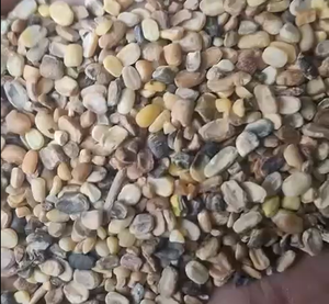 Dal de Moong séché conventionnel en vrac, nouvelle récolte, riche en protéines, facile à cuisiner, 30 kg pour usage industriel et vente en gros - Product Image 1