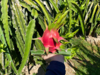Premium VIETFAP Witte Drakenvrucht Diepvries Vers Zachte Smaak Exportkwaliteit Tropisch Fruit 30-40 Dagen Houdbaarheid Binh Thuan