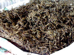 Pure Natural <b>Dried</b> <b>grass</b> jelly Leaves <b>Dried</b> <b>grass</b> jelly for Jelly Dessert and Beverage Use - Product Image 6