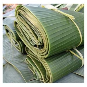ใบตองแช่แข็งคัดพิเศษ ขนาดสม่ำเสมอ สีเขียวสดใส มาตรฐานสุขอนามัยสูง 100% จากธรรมชาติ สำหรับห่ออาหาร - Product Image 6