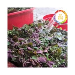 Venta B2B de Hoja de Perilla Seca, Perilla Frutescens, Hoja de Shiso, Ingrediente Botánico Natural para Té y Aditivos Culinarios - Product Image 2