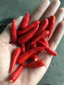 พริกแช่แข็งจากเวียดนามสำหรับส่งออก - Product Image 5