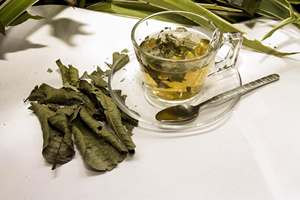 Hojas de Guayaba Secas de Alta Calidad Premium, Marca 99 Gold Data, Origen Hai Duong, Vietnam, 24 Meses de Vida Útil, para Té Bienestar - Product Image 2