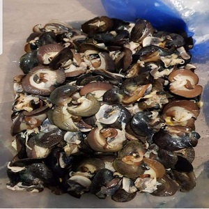 หอยทากแอฟริกันแช่แข็งคุณภาพพรีเมียม ซื้อเลย! จัดส่งรวดเร็ว สำหรับลูกค้าขายส่ง สั่งซื้อได้เลยวันนี้ - Product Image 1