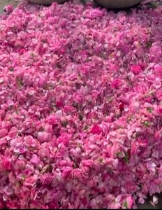 ALOURA OILS Huile d'Attar de Rose de Madina - Infusée à l'eau et aux fleurs avec source de chaleur pour la parfumerie et l'aromathérapie Fabriquée dans l'Uttar Pradesh - Product Image 3