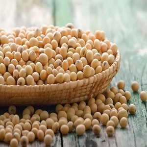 Graines de Soja en Gros pour la Plantation, Qualité Alimentaire, Bénin, Non-OGM, Sac de 20 kg, Jaune, Durée de Conservation 24 Mois - Product Image 4
