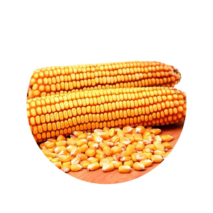 ข้าวโพดคุณภาพพรีเมียมพร้อมส่ง ขายส่งจำนวนมาก เกรดอาหาร คุณภาพดีที่สุด สำหรับส่งออก - Product Image 3
