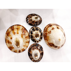 Conchas de Limpet al por Mayor con Precio Competitivo, Surtido de Conchas de Limpet para el Hogar y la Industria Artesanal - Product Image 4