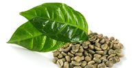 Granos de Café Verde Crudo Sin Tostar, Origen Directo de Vietnam, Granja de Alta Calidad, Suministro a Granel, IIGLOBAL FARM Modelo GB26 60kg S16 24 Meses