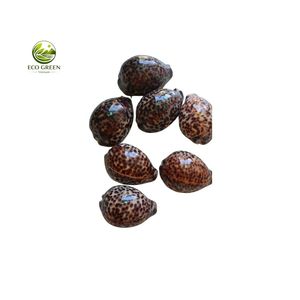 เปลือกหอยลายเสือขัดเงา ยี่ห้อ Leporicypraea Mappa S Cypraea Argus Eyed ของแท้จากเวียดนาม สำหรับงานฝีมือและของตกแต่ง ขายส่งจากโรงงาน - Product Image 5
