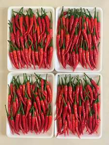 Piment rouge entier surgelé IQF de qualité supérieure, naturel, très piquant, qualité alimentaire, fournisseur Vietnamien - Product Image 1
