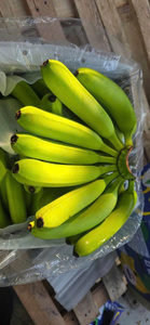 Plátanos Cavendish Verdes Frescos, Fruta Tropical Entera para Venta al por Menor y al por Mayor - Product Image 2