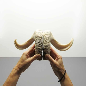 Shofar en corne de bœuf, matériau naturel, fait main, écologique, poli, design moderne, objet de collection, décoration de luxe pour la maison - Product Image 5
