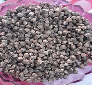 Graines de Moringa Biologiques de Haute Qualité - Product Image 2