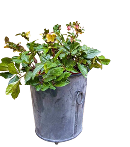 Flower Nursery Production Zinc Pots Exclusive Design Galvanized <b>Planter</b> <b>Artificial</b> Plant Garden Flower Pots & <b>Planters</b> - Product Image 6