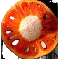 Oem Indonesische Rode Jackfruit Van Vietnam/Iqf Frozen Proces Hoge Kwaliteit 100% Bevroren Fruit + 84 379 472 573