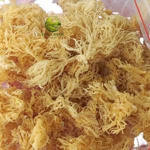 Musgo Marino Seco de Alta Calidad, Musgo Irlandés Dorado, Algas Cottonii Crudas, Algas Silvestres para la Producción de Gel de Musgo Marino - Product Image 4