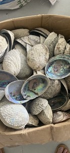 Natural <b>Abalone</b> <b>Shell</b> Raw and Polished Mixed Size Seashell Vietnam Factory Bulk Manufacturer Export - Product Image 6