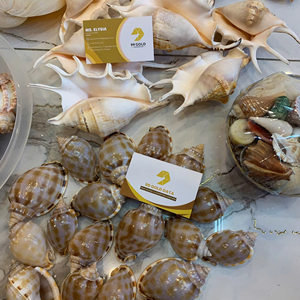 คอลเลคชั่นงานฝีมือจากเปลือกหอย ควีนคอนช์ ไทรทัน แอปเปิ้ล มูเร็กซ์ ทรูทิวลิป คาวรี ท็อปเชลล์ สแกลลอป โรงงานขายส่งจากเวียดนาม - Product Image 1