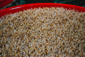 High Quality GOLDEN MALTOSE <b>SYRUP</b> Non Crystallizing Confectionery <b>Syrup</b> Food Ingredient For Candy Cake - Product Image 4